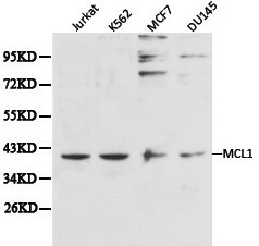 MCL1 / MCL 1 Antibody - Western blot of MCL1 pAb in extracts from Jurkat, K562, MCF7 and DU145 cells.