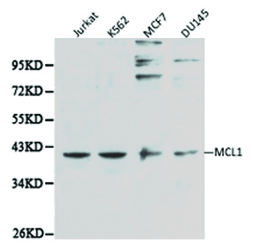 MCL1 / MCL 1 Antibody - Western blot analysis of extracts of various cell lines.