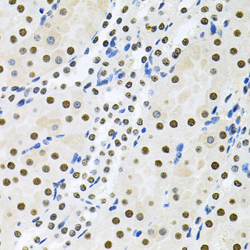 MCL1 / MCL 1 Antibody - Immunohistochemistry of paraffin-embedded mouse kidney using MCL1 antibodyat dilution of 1:100 (40x lens).