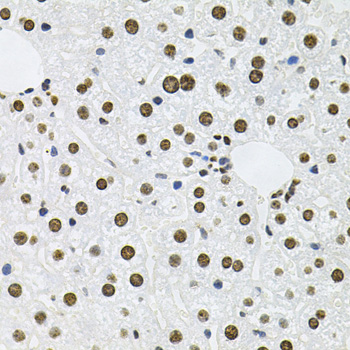 MCL1 / MCL 1 Antibody - Immunohistochemistry of paraffin-embedded mouse liver using MCL1 antibodyat dilution of 1:100 (40x lens).