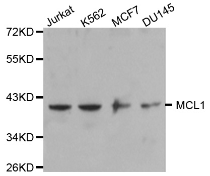 MCL1 / MCL 1 Antibody - Western blot analysis of extracts of various cell lines, using MCL1 antibody.