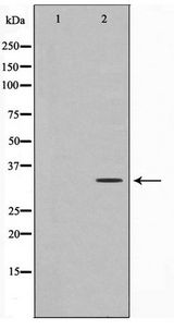 MCL1 / MCL 1 Antibody - Western blot of COS7 cell lysate using MCL1 Antibody
