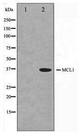 MCL1 / MCL 1 Antibody - Western blot of COS7 cell lysate using MCL1 Antibody