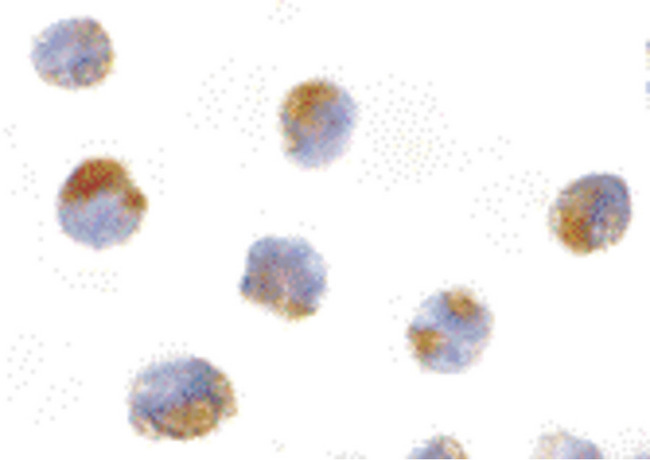 MCL1 / MCL 1 Antibody - Immunocytochemistry of Mcl-1 in Raji cells with Mcl-1 antibody at 10 ug/ml.