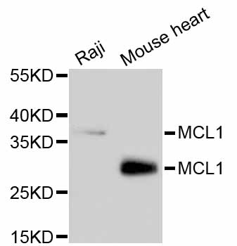 MCL1 / MCL 1 Antibody - Western blot analysis of extracts of various cell lines, using MCL1 antibody. The secondary antibody used was an HRP Goat Anti-Rabbit IgG (H+L) at 1:10000 dilution. Lysates were loaded 25ug per lane and 3% nonfat dry milk in TBST was used for blocking.