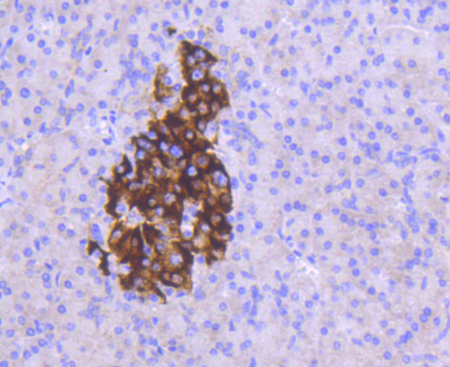 MCL1 / MCL 1 Antibody - Immunohistochemistry of paraffin-embedded human pancreas using MCL1 antibodyat dilution of 1:100 (40x lens).