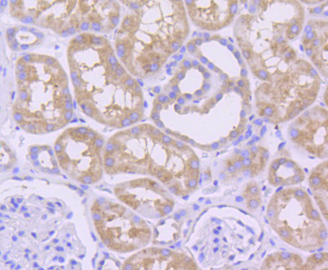 MCL1 / MCL 1 Antibody - Immunohistochemistry of paraffin-embedded human kidney using MCL1 antibodyat dilution of 1:100 (40x lens).