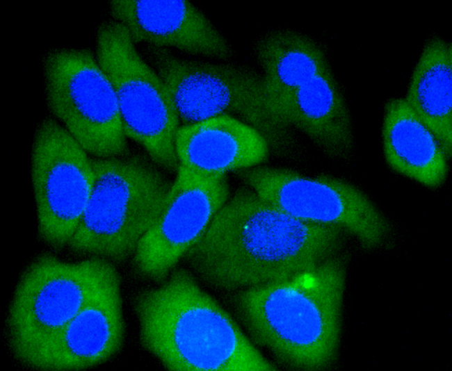 MCL1 / MCL 1 Antibody - Immunofluorescence analysis of HepG2 cells using MCL1 antibody.