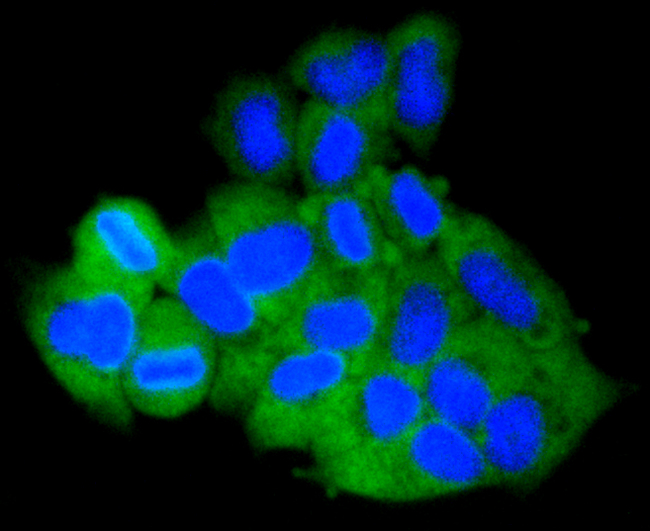MCL1 / MCL 1 Antibody - Immunofluorescence analysis of HeLa cells using MCL1 antibody.