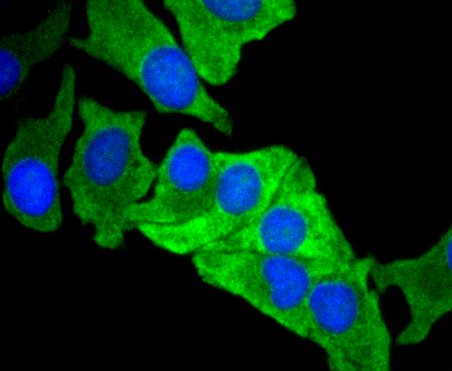 MCL1 / MCL 1 Antibody - Immunofluorescence analysis of BT-20 cells using MCL1 antibody.