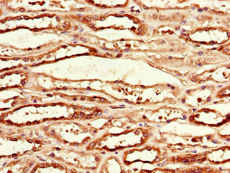 MCL1 / MCL 1 Antibody - Immunohistochemistry of paraffin-embedded human kidney tissue using MCL1 Antibody at dilution of 1:100