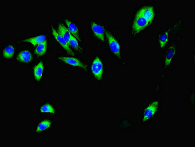 MCL1 / MCL 1 Antibody - Immunofluorescent analysis of Hela cells using MCL1 Antibody at dilution of 1:100 and Alexa Fluor 488-congugated AffiniPure Goat Anti-Rabbit IgG(H+L)