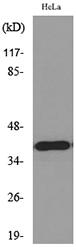 MCL1 / MCL 1 Antibody - Western blot analysis of lysate from HeLa cells, using MCL1 Antibody.