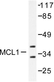 MCL1 / MCL 1 Antibody - Western blot of MCL1 (S121) pAb in extracts from Raji cells.