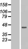 MCL1 / MCL 1 Protein - Western validation with an anti-DDK antibody * L: Control HEK293 lysate R: Over-expression lysate