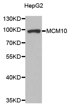 MCM10 Antibody - Western blot analysis of extracts of HepG2 cell line, using MCM10 antibody.