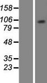 MCM10 Protein - Western validation with an anti-DDK antibody * L: Control HEK293 lysate R: Over-expression lysate