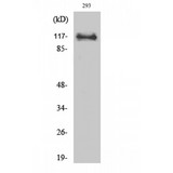 MCM2 Antibody - Western blot of BM28 antibody
