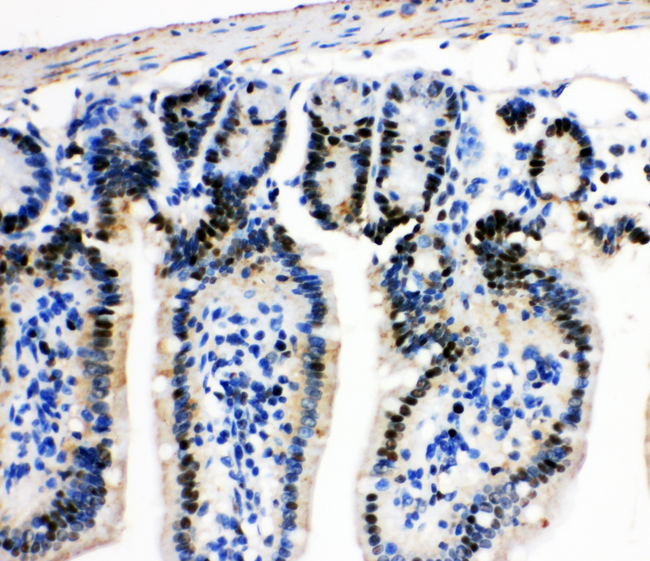 MCM2 Antibody - MCM2 antibody. IHC(P):Mouse Intestine Tissue.