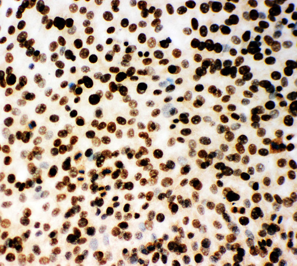 MCM2 Antibody - MCM2 antibody. ICC: NIH3T3 Cell.