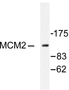 MCM2 Antibody - Western blot of MCM2 (A11) pAb in extracts from 293 cells.