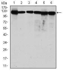 MCM2 Antibody - Western blot using MCM2 mouse monoclonal antibody against MCF-7 (1), HeLa (2), Jurkat (3), K562 (4), HEK293 (5) and HEPG2 (6) cell lysate.