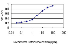 MCM2 Antibody - Detection limit for recombinant GST tagged MCM2 is approximately 0.1 ng/ml as a capture antibody.