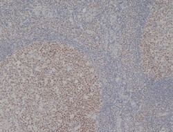 MCM2 Antibody - Paraffin-embedded human tonsil stained with Mouse anti-Human MCM2 antibody following citrate antigen retrieval.