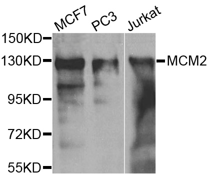 MCM2 Antibody - Western blot analysis of extracts of various cell lines.
