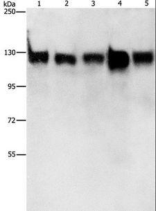 MCM2 Antibody - Western blot analysis of 293T, HeLa, K562, Raji and 231 cell, using MCM2 Polyclonal Antibody at dilution of 1:400.