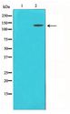 MCM2 Antibody - Western blot of 293 cell lysate using MCM2 Antibody