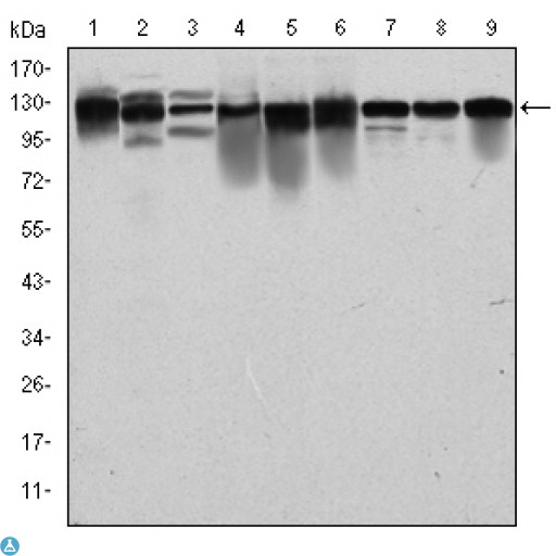 MCM2 Antibody - Western Blot (WB) analysis using BM28 Monoclonal Antibody against PC-12 (1), Cos7 (2), NIH/3T3 (3), HepG2 (4), HEK293 (5), K562 (6), Jurkat (7), HeLa (8) and MCF-7 (9) cell lysate.