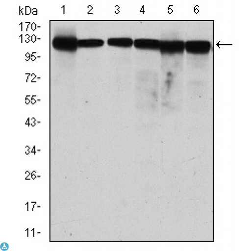 MCM2 Antibody - Western Blot (WB) analysis using BM28 Monoclonal Antibody against MCF-7 (1), HeLa (2), Jurkat (3), K562 (4), HEK293 (5) and HepG2 (6) cell lysate.