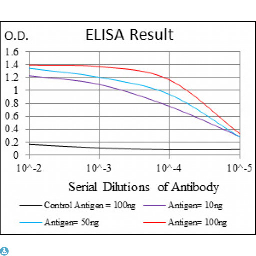 MCM2 Antibody - ELISA analysis of BM28 antibody.