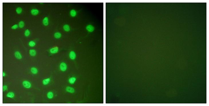 MCM2 Antibody - Peptide - + Immunofluorescence analysis of HepG2 cells, using MCM2 antibody.