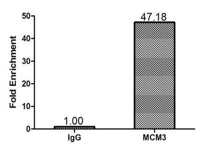 MCM3 Antibody - Chromatin Immunoprecipitation 293T (1.6*10E6) were cross-linked with formaldehyde, sonicated, and immunoprecipitated with 4µg anti-MCM3 or a control normal rabbit IgG. The resulting ChIP DNA was quantified using real-time PCR with primers (MCM3) against the IRF-1 promoter.