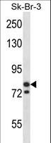 MCM3 Antibody - MCM3 Antibody western blot of SK-BR-3 cell line lysates (35 ug/lane). The MCM3 antibody detected the MCM3 protein (arrow).