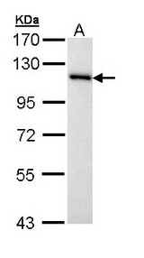 MCM3 Antibody - Sample (30 ug of whole cell lysate). A: Hep G2 . 7.5% SDS PAGE. MCM3 antibody diluted at 1:10000.