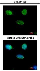 MCM3 Antibody - Immunofluorescence of paraformaldehyde-fixed HeLa using MCM3 antibody at 1:500 dilution.