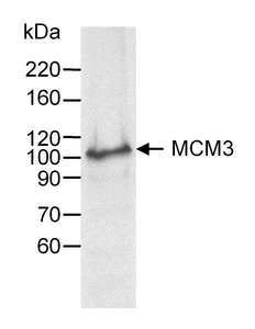 MCM3 Antibody - Detection of Human MCM3 by Western Blot. Sample: Whole cell lysate (60 ug) from HeLa cells. Antibody: Affinity purified goat anti-MCM3 used at 0.25 ug/ml. Detection: Chemiluminescence.