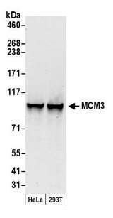 MCM3 Antibody - Detection of human MCM3 by western blot. Samples: Whole cell lysate (50 µg) from HeLa and HEK293T cells prepared using NETN lysis buffer. Antibody: Affinity purified goat anti-MCM3 antibody used for WB at 0.1 µg/ml. Detection: Chemiluminescence with an exposure time of 30 seconds.