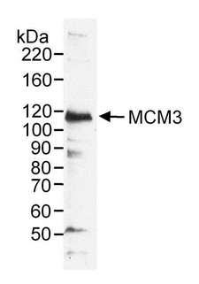 MCM3 Antibody - Detection of Human MCM3 by Western Blot. Sample: RIPA extract (50 ug) from HeLa cells. Antibody: Affinity purified rabbit anti-MCM3 used at 0.2 ug/ml. Detection: Chemiluminescence.