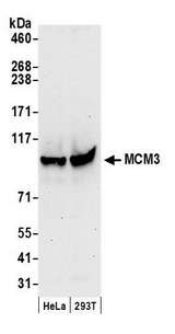 MCM3 Antibody - Detection of human MCM3 by western blot. Samples: Whole cell lysate (50 µg) from HeLa and HEK293T cells prepared using NETN lysis buffer. Antibody: Affinity purified rabbit anti-MCM3 antibody used for WB at 0.1 µg/ml. Detection: Chemiluminescence with an exposure time of 30 seconds.