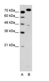 MCM3 Antibody - A: Marker, B: Jurkat Cell Lysate.  This image was taken for the unconjugated form of this product. Other forms have not been tested.