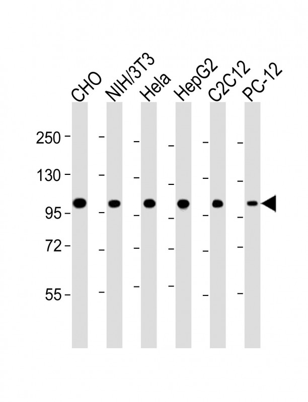 MCM3 Antibody - All lanes: Anti-MCM3 Antibody at 1:4000 dilution. Lane 1: CHO whole cell lysate. Lane 2: NIH/3T3 whole cell lysate. Lane 3: HeLa whole cell lysate. Lane 4: HepG2 whole cell lysate. Lane 5: C2C12 whole cell lysate. Lane 6: PC-12 whole cell lysate Lysates/proteins at 20 ug per lane. Secondary Goat Anti-mouse IgG, (H+L), Peroxidase conjugated at 1:10000 dilution. Predicted band size: 91 kDa. Blocking/Dilution buffer: 5% NFDM/TBST.