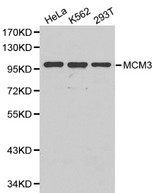 MCM3 Antibody - Western blot of MCM3 pAb in extracts from Hela, K562 and 293T cells.