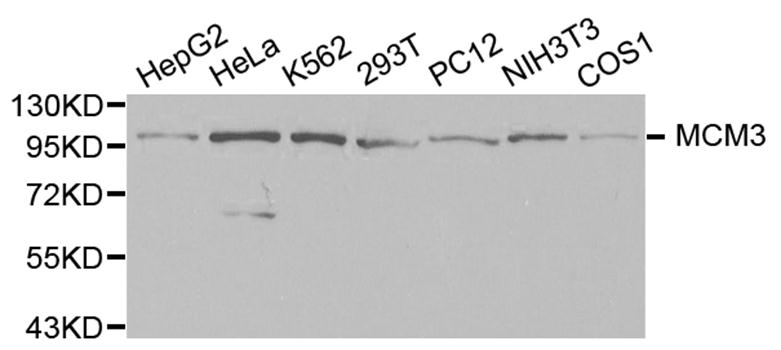 MCM3 Antibody - Western blot analysis of extracts of various cell lines.