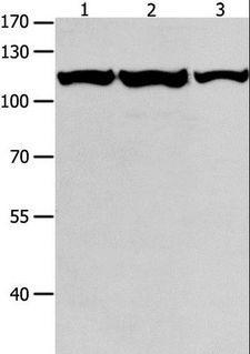 MCM3 Antibody - Western blot analysis of K562, Jurkat and HeLa cell, using MCM3 Polyclonal Antibody at dilution of 1:550.
