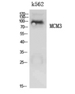 MCM3 Antibody - Western blot analysis of extracts from K562 cells, using MCM3 Antibody.