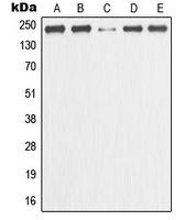 MCM3AP / GANP Antibody - Western blot analysis of GANP expression in HeLa (A); MCF7 (B); Raw264.7 (C); mouse liver (D); rat kidney (E) whole cell lysates.